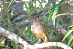 Arachnothera chrysogenys