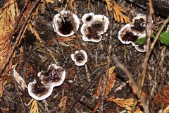 Phellodon tomentosus
