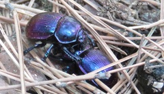 Phelotrupes auratus
