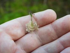 Rimbachia arachnoidea