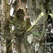 Chiloschista phyllorhiza - Photo (c) Jock Mackenzie, μερικά δικαιώματα διατηρούνται (CC BY-NC), uploaded by Jock Mackenzie