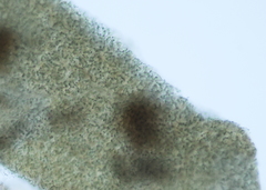 Collema subflaccidum