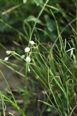 Allium vodopjanovae