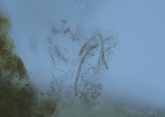 Collema subflaccidum