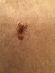 Centruroides sculpturatus