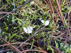 Rimbachia arachnoidea