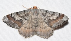 Macaria distribuaria