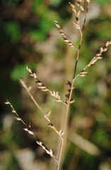 Coleataenia anceps anceps
