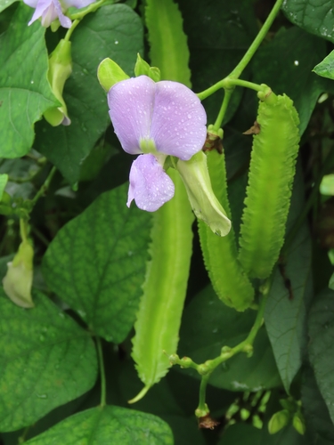Winged Bean
