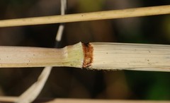 Coleataenia anceps anceps