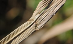 Coleataenia anceps anceps