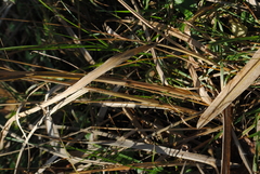 Coleataenia anceps anceps