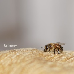 Apis mellifera