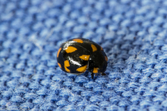 Coccinella leonina