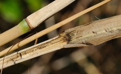Coleataenia anceps anceps