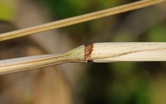 Coleataenia anceps anceps