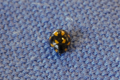 Coccinella leonina