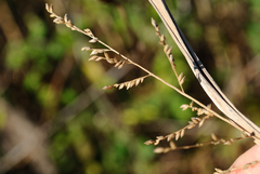 Coleataenia anceps anceps