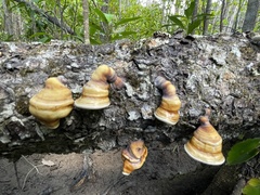 Ganoderma ochrolaccatum