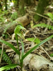 Pterostylis porrecta