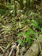 Pterostylis porrecta