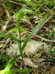 Pterostylis porrecta