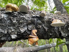Ganoderma ochrolaccatum