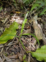 Pterostylis porrecta