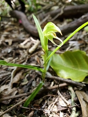 Pterostylis porrecta