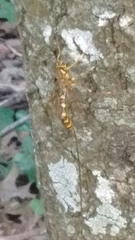 Megarhyssa praecellens