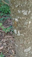 Megarhyssa praecellens