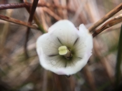 Gentianella saxosa