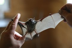 Myotis dasycneme