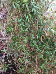 Rubus schmidelioides schmidelioides