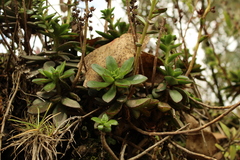Echeveria bicolor