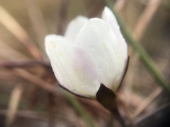 Gentianella saxosa