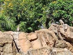 Nycticorax nycticorax