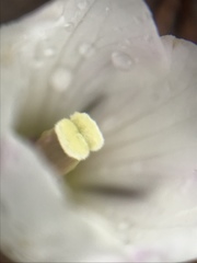 Gentianella saxosa