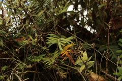 Pleopeltis orientalis