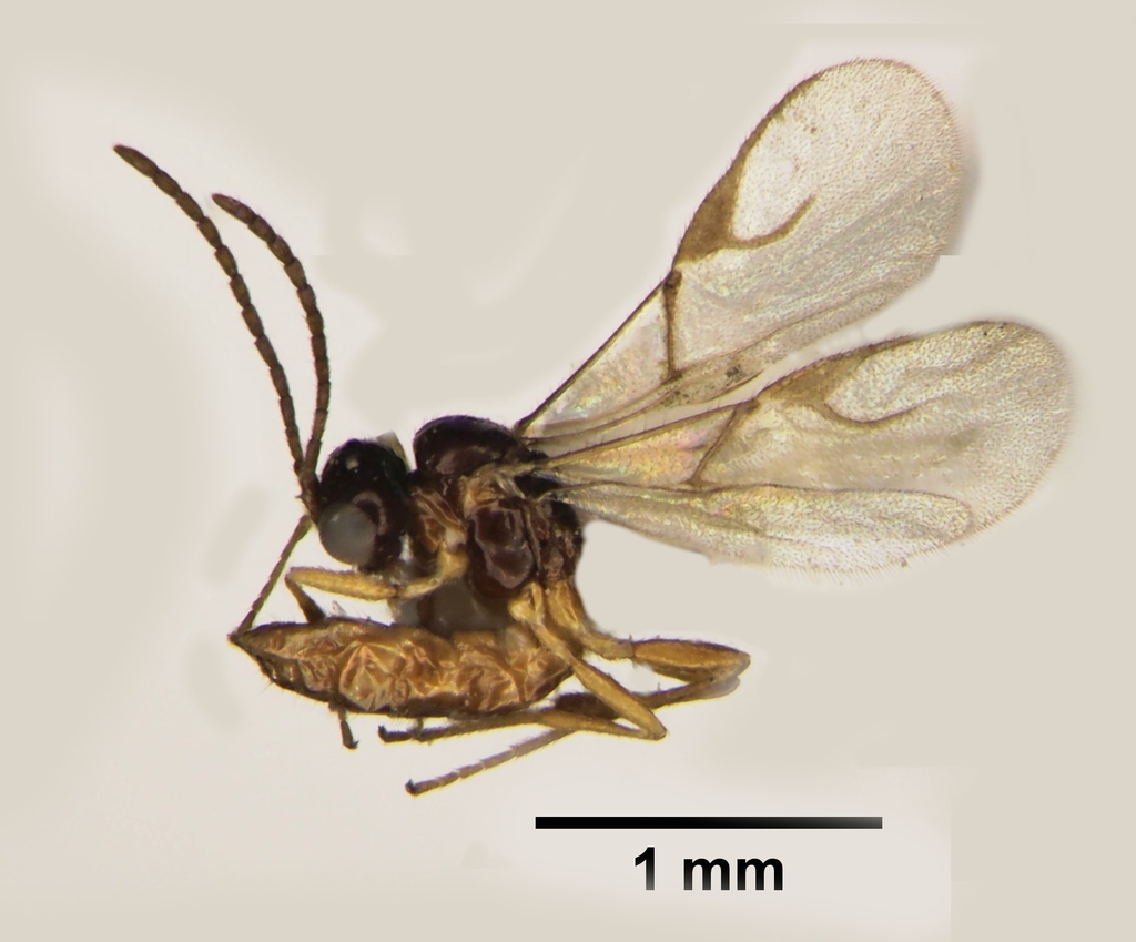 Adialytus