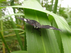 Melanis leucophlegma