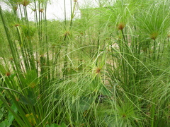 Cyperus papyrus
