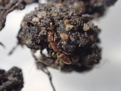 Hypoponera punctatissima