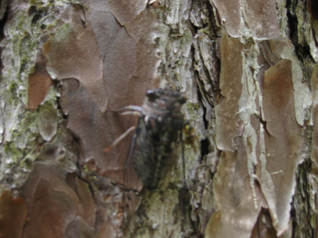 Fall Southeastern Dog-day Cicada