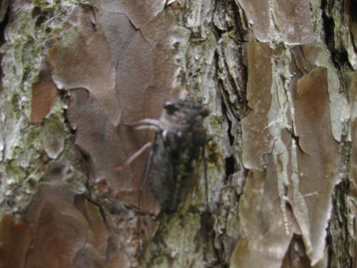 Fall Southeastern Dog-day Cicada