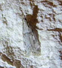 Scoparia palloralis