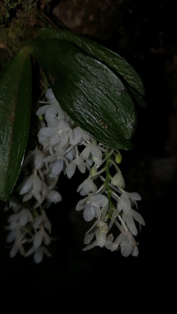 Aerangis hyaloides
