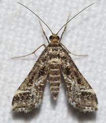 Diasemiopsis leodocusalis