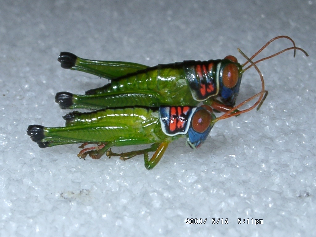 Dellia karstica