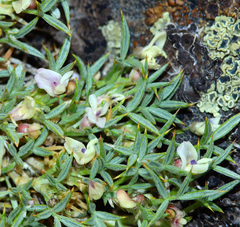 Astragalus kentrophyta danaus